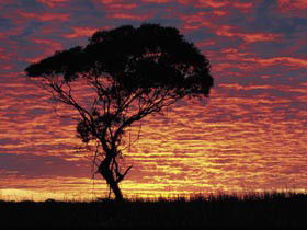 Kimba Caravan Park & Motel - Getaway Accommodation 0