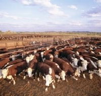 Bond Springs Outback Retreat - Getaway Accommodation