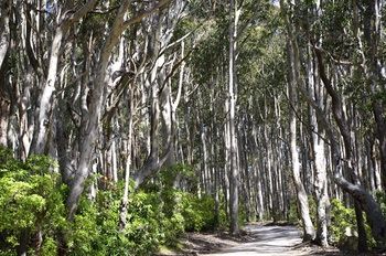 Bawley Bush Retreat And Cottages - Getaway Accommodation 37