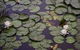 Bawley Bush Retreat And Cottages - thumb 44