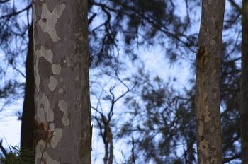 Bawley Bush Retreat And Cottages - Getaway Accommodation 69