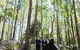 Bawley Bush Retreat And Cottages - thumb 83