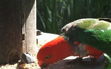 Jervis Bay Cabins And Hidden Creek Real Camping - Getaway Accommodation 3