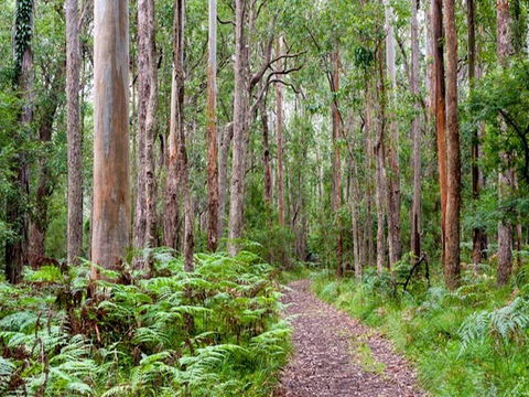 Blue Gum Flat Campground - Getaway Accommodation 1