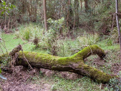 Blue Gum Flat Campground - Getaway Accommodation 2