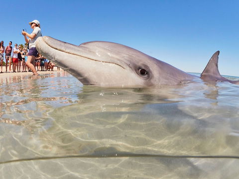 RAC Monkey Mia Dolphin Resort - Getaway Accommodation 2