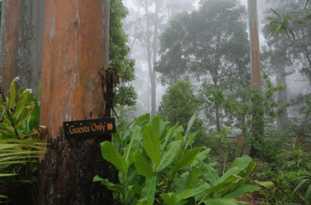 Witches Falls Cottages - Getaway Accommodation 2