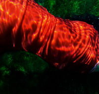 Dark Horse Experiment - Getaway Accommodation