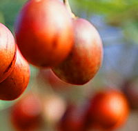 Tropical Fruit World - Getaway Accommodation