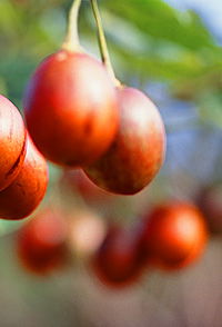 Tropical Fruit World - Getaway Accommodation 0