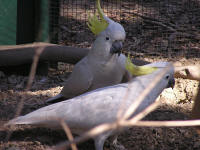 Wirrimbirra Sanctuary - Getaway Accommodation 1