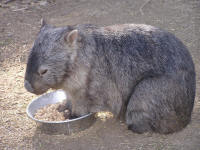 Wirrimbirra Sanctuary - Getaway Accommodation 2