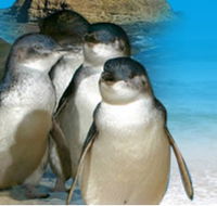 Phillip Island Penguin Parade - Getaway Accommodation