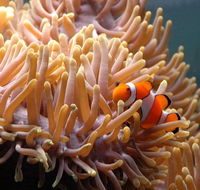 Reef HQ Great Barrier Reef Aquarium - Getaway Accommodation