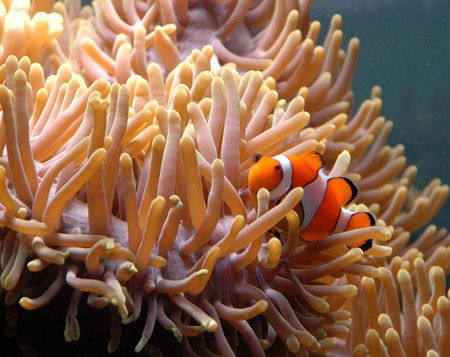Reef HQ Great Barrier Reef Aquarium - Getaway Accommodation 0
