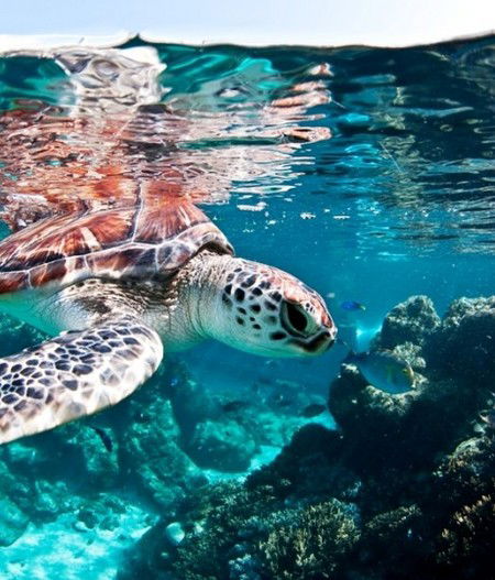 Reef HQ Great Barrier Reef Aquarium - Getaway Accommodation 1