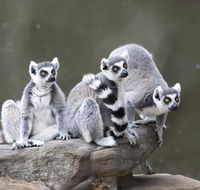 Adelaide Zoo - Getaway Accommodation