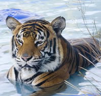 Zoo Doo Wildlife Park - Getaway Accommodation