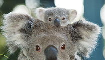 Billabong Koala And Wildlife Park - Getaway Accommodation 0