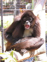 Billabong Koala And Wildlife Park - Getaway Accommodation 1