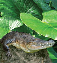 Billabong Koala And Wildlife Park - Getaway Accommodation 2
