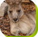 Calmsley Hill City Farm - Getaway Accommodation