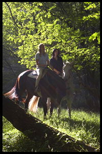 Glenworth Valley Horseriding - Getaway Accommodation 2