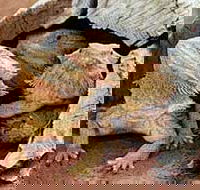 Alice Springs Reptile Centre - Getaway Accommodation