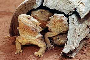 Alice Springs Reptile Centre - Getaway Accommodation 0