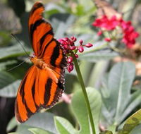 Butterfly Farm - Getaway Accommodation