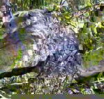 Koala Conservation Centre - Getaway Accommodation