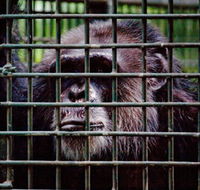 Rockhampton Zoo - Getaway Accommodation