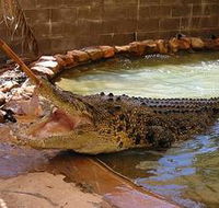 Wyndham Zoological Gardens and Crocodile Park - Getaway Accommodation