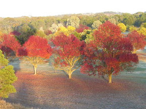 Balloon Adventures Barossa Valley - Getaway Accommodation 3