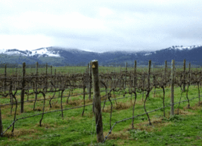Kinloch Wines - Getaway Accommodation