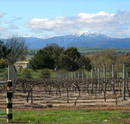 Buller View Wines - Getaway Accommodation