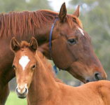 Blue Gum Farm - Getaway Accommodation
