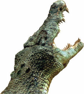 Crocodylus Park - Getaway Accommodation 3