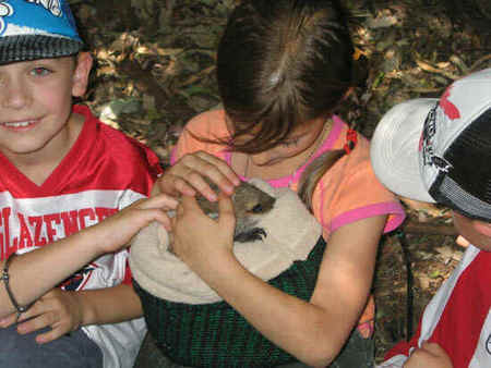 Koala Park Sanctuary - Getaway Accommodation 3