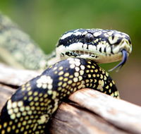 Reptile Encounters - Getaway Accommodation