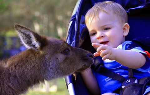 Australian Reptile Park - Getaway Accommodation 6