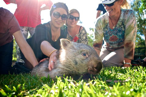 Australian Reptile Park - Getaway Accommodation 10