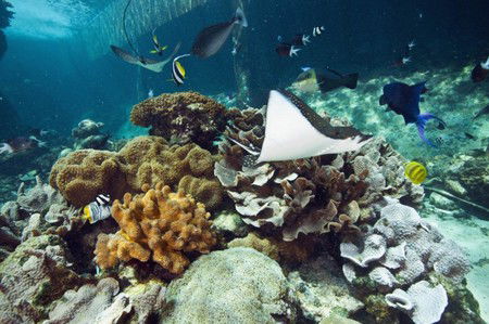 Reef HQ Great Barrier Reef Aquarium - Getaway Accommodation 3