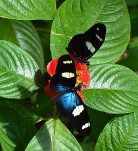 Butterfly Farm - Getaway Accommodation 4