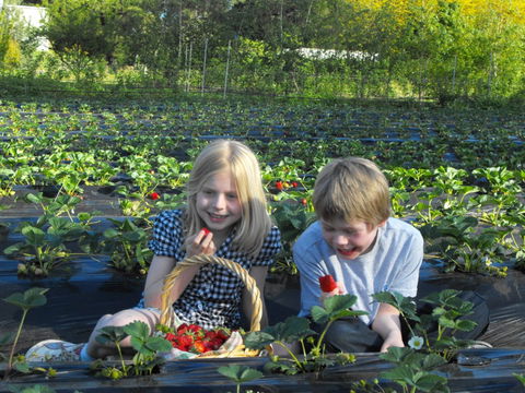 Blue Hills Berries & Cherries - Getaway Accommodation 0