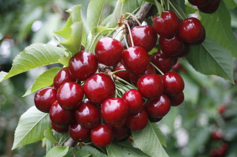Blue Hills Berries & Cherries - Getaway Accommodation 2