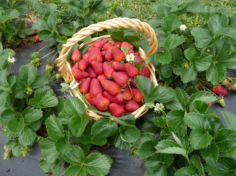 Blue Hills Berries & Cherries - Getaway Accommodation 3