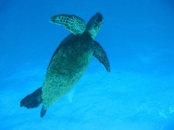 Big Cat Reality - Getaway Accommodation