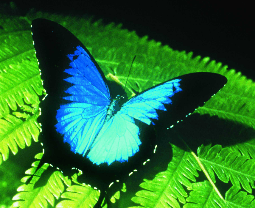 Australian Butterfly Sanctuary - Getaway Accommodation