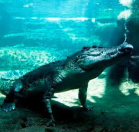 WILD LIFE Sydney Zoo - Getaway Accommodation